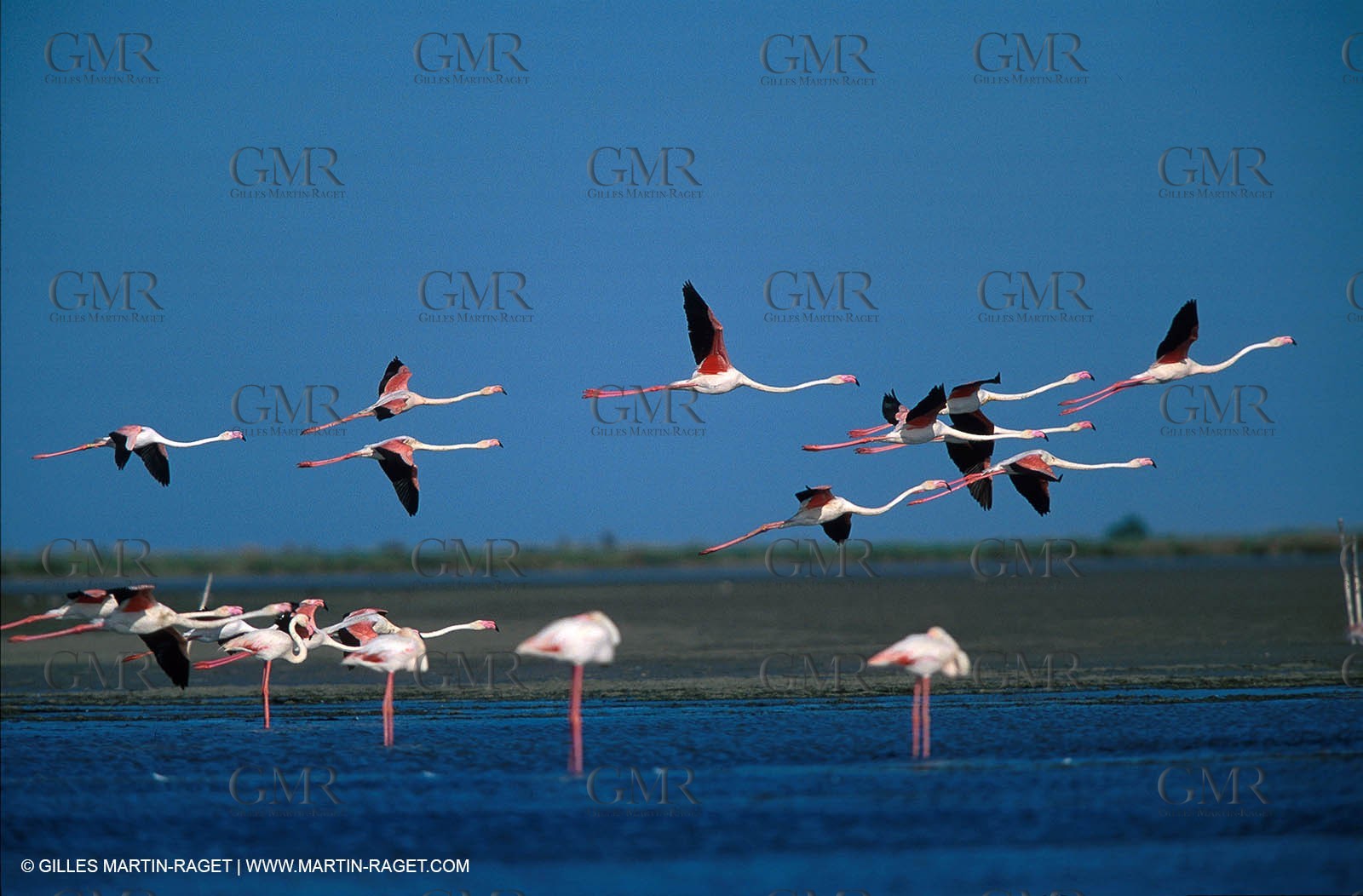 Pink Flamingos - Camargue