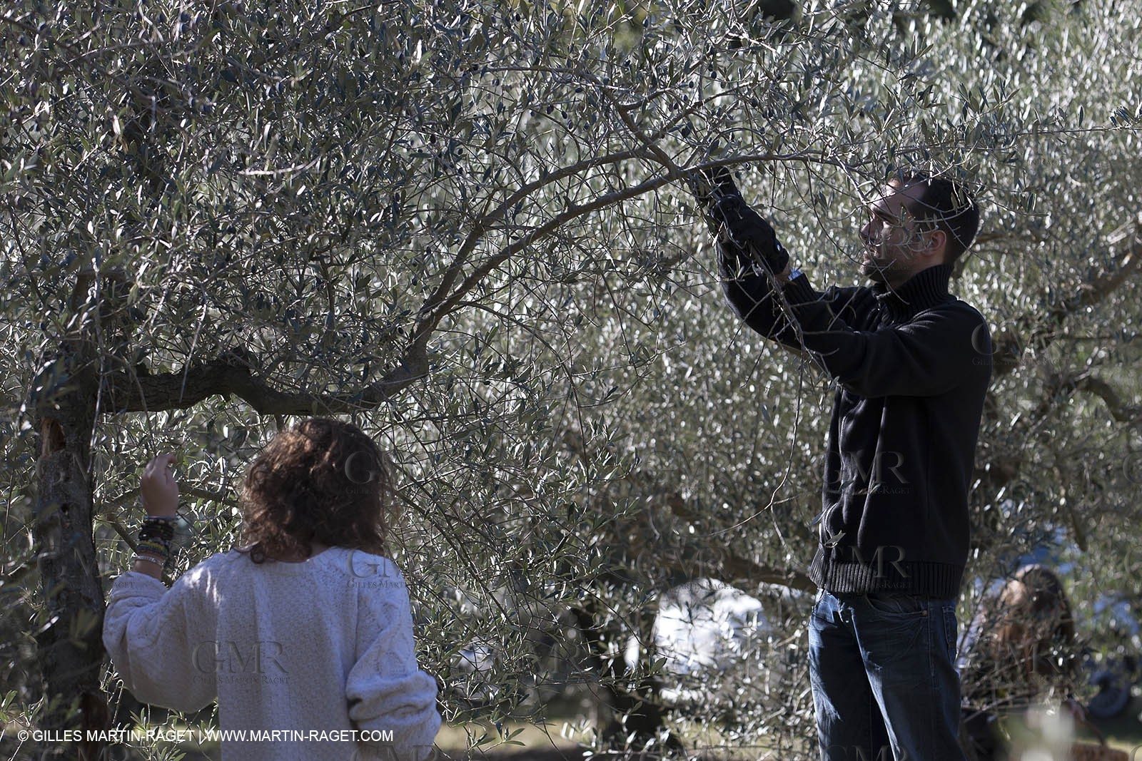 7 11 2012 - Saint Etienne du Grès (FRA,13, Alpilles) Olive harvest at Vallon Raget