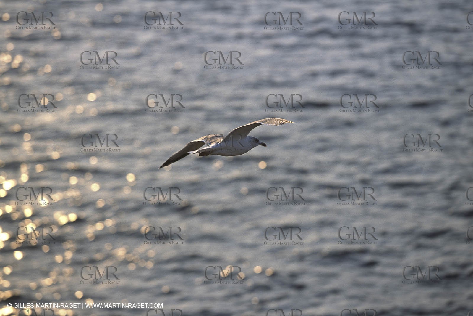 Var, 'Hyères islands, (FRA, 83), Porquerolles island
