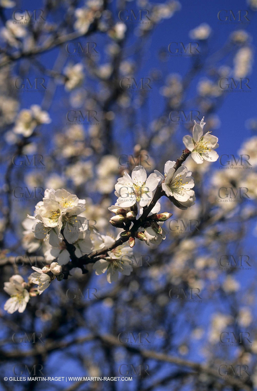 Luberon, Vaucluse (FRA,84) - Arbres fruitiers en fleur