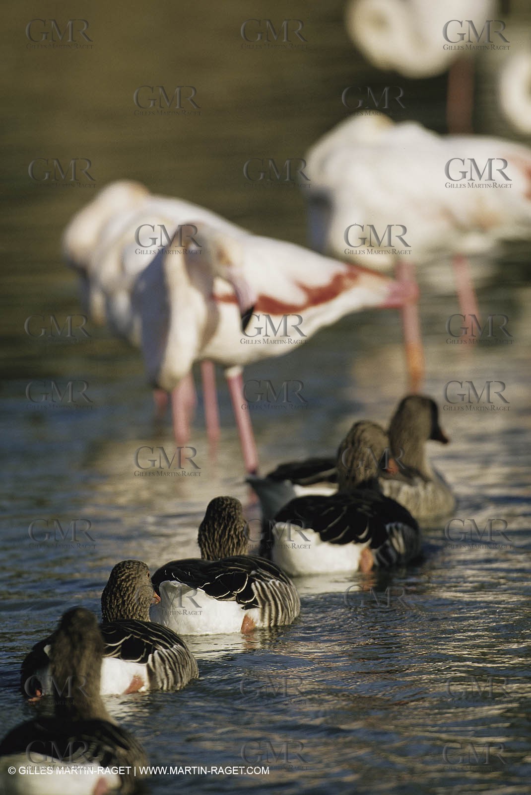 Camargue (FRA,13) - Flamingos in the Camargue