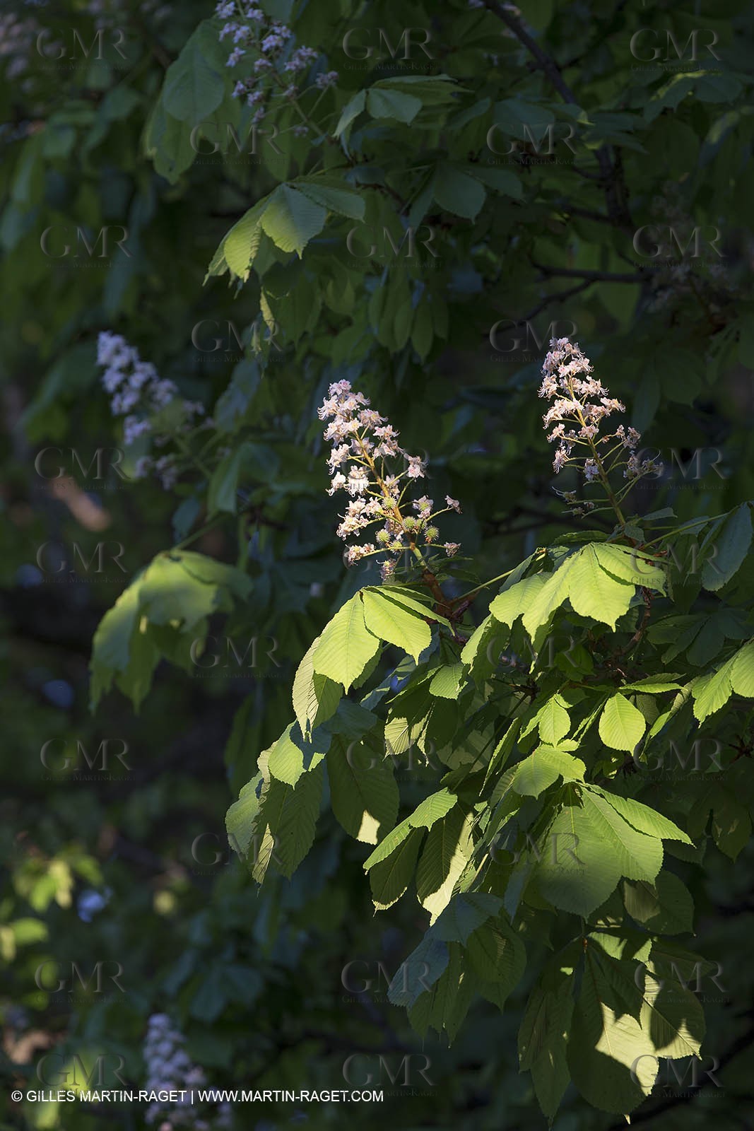 Domaine de la Baume - Tourtour (FRA,83) - 15 05 2014
