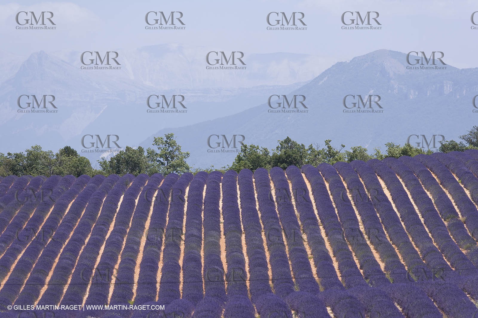 13 08 2007 - Valensole (04) - lavender fields on Valensole plateau