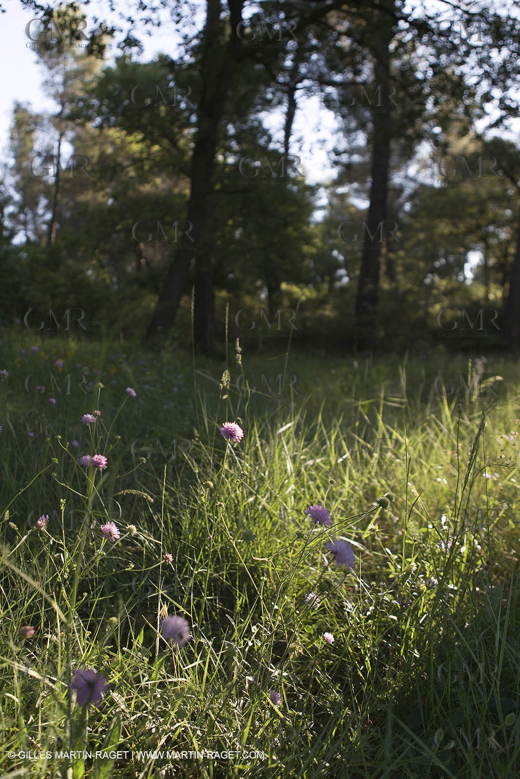 15 06 2012 - Cadolive (FRA,13)