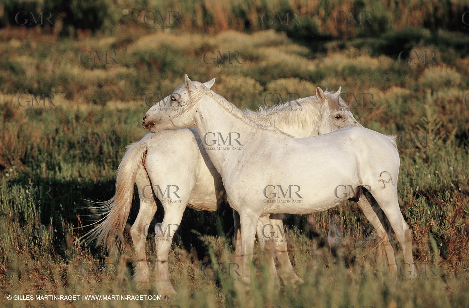2000-2010- Arles - Les Saintes Maries de la mer (FRA,13) - Camargue horses