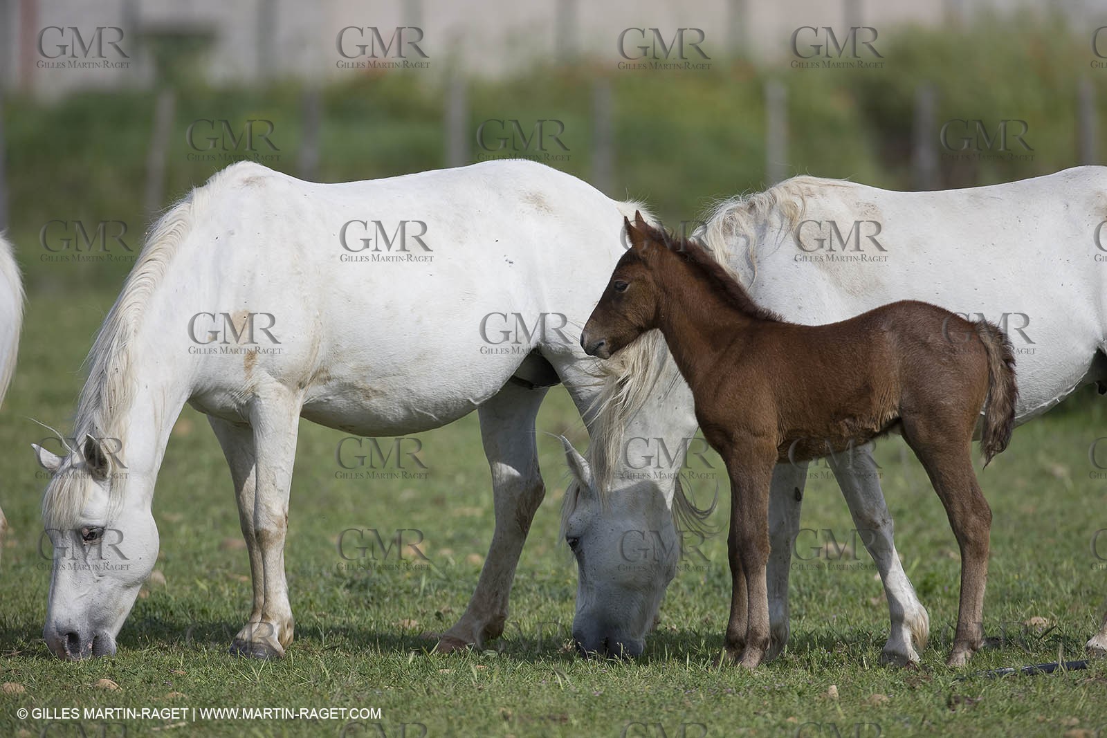 07 05 2008 - Le Cailar (FRA,30) - Stock work at Mas du Pont de Laute domain
