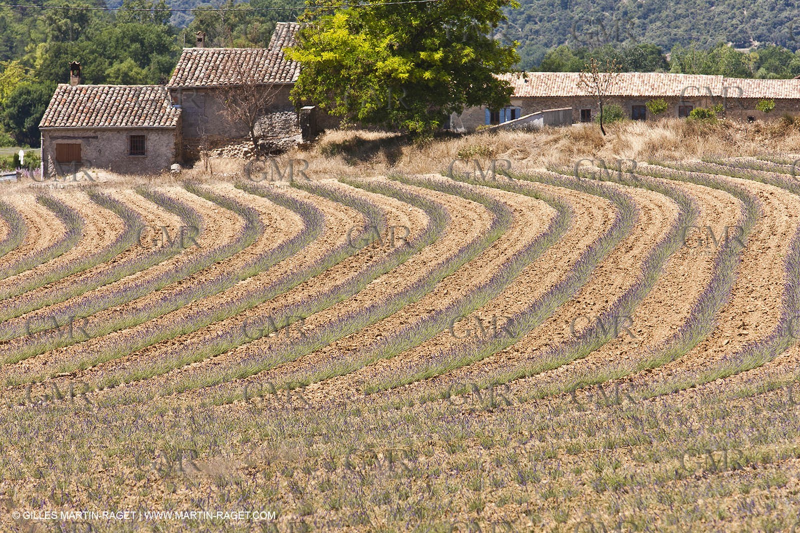27 06 2011 - Puimichel (FRA, 04) - Lavander fields