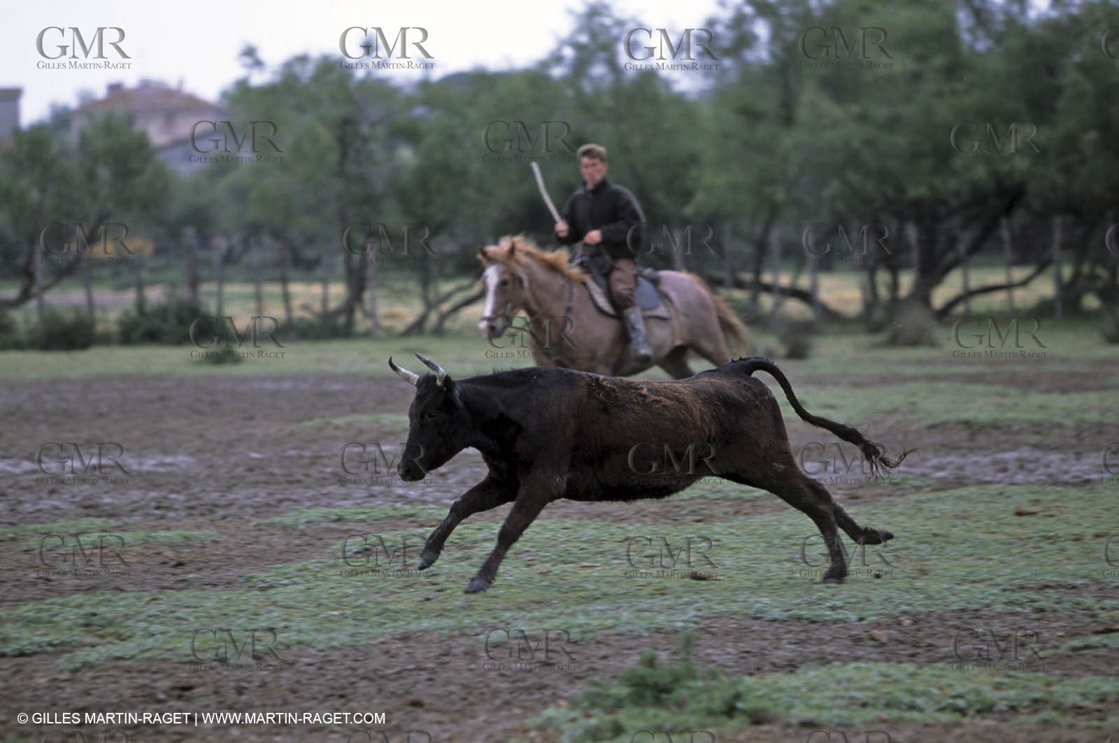 Arles - Travail des gardians de Camargue