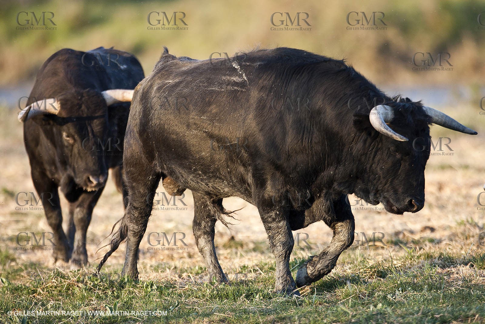 19 04 2011 - Arles (FRA,13) - Bullfight toros in Camargue