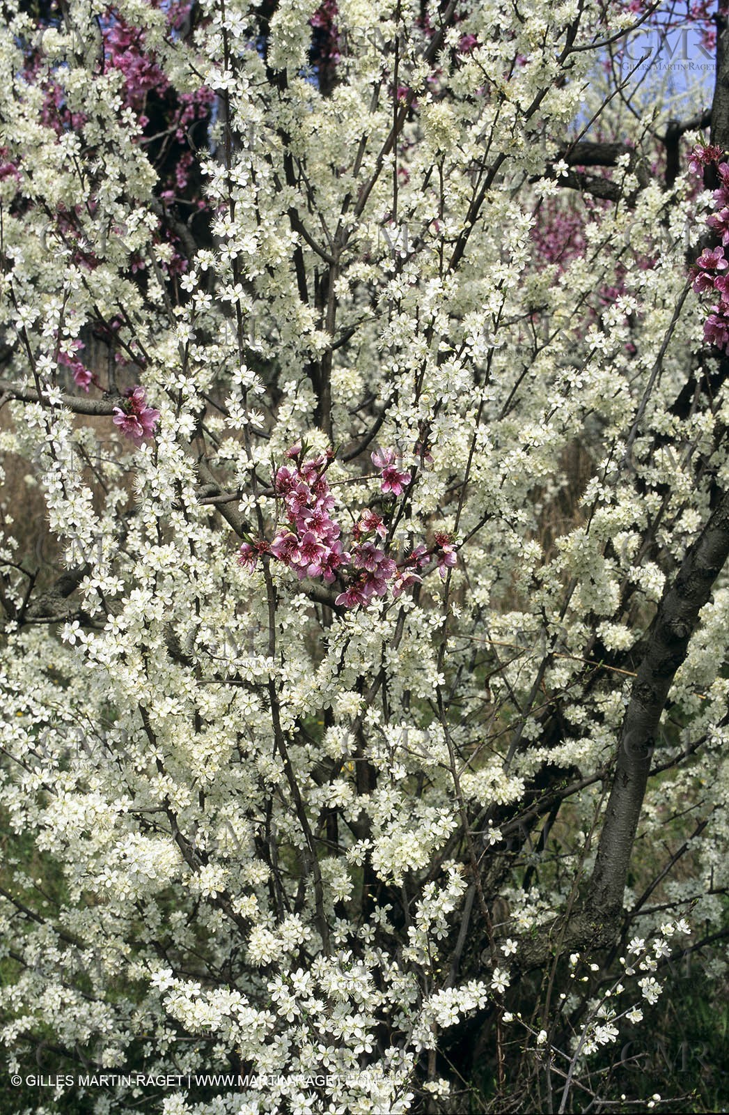 Luberon, Vaucluse (FRA,84) - Fruit trees blooming