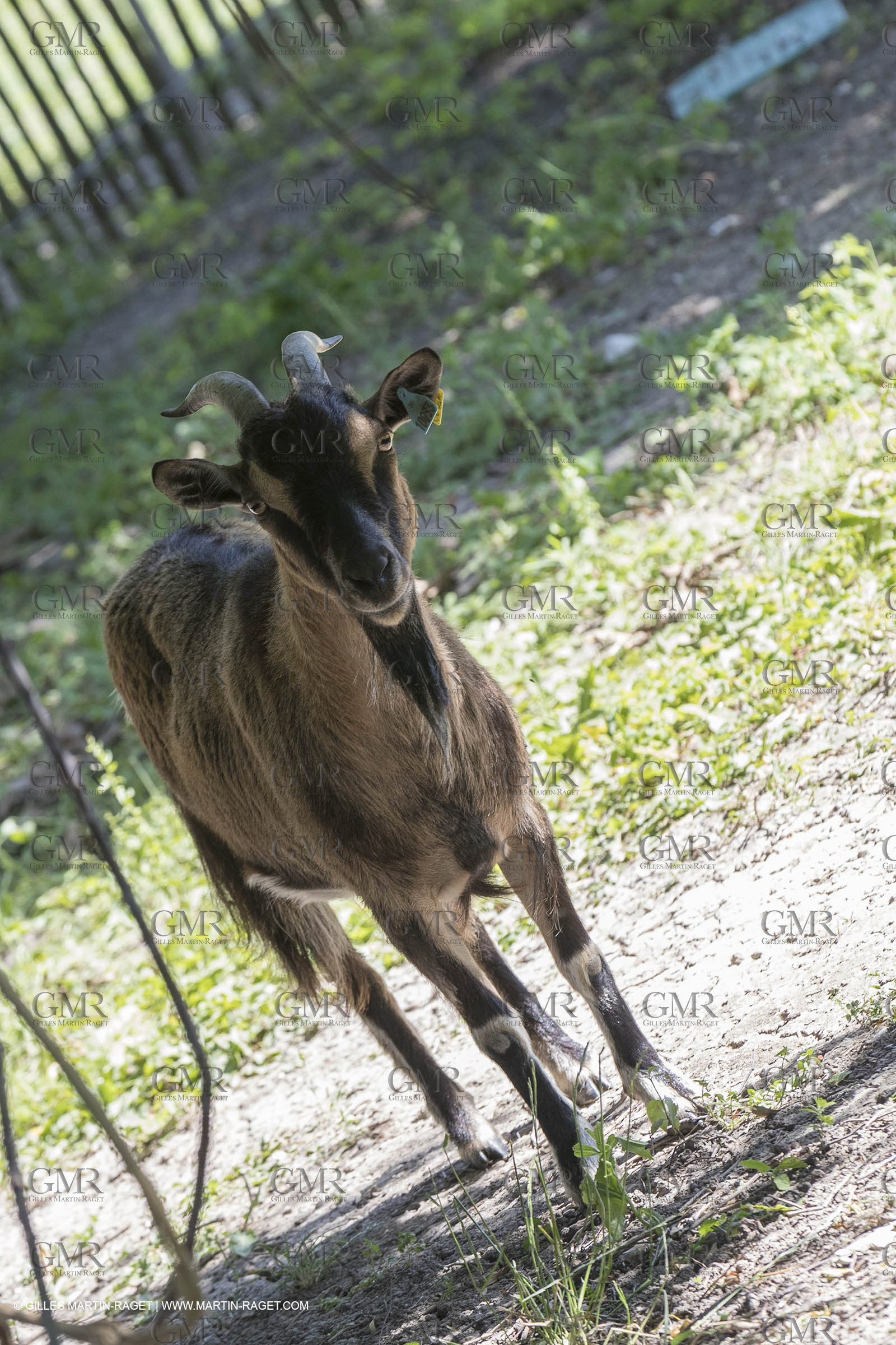 22 06 2018, Saint-Saturnin les Apts (FRA,84), Domaine des Andéols