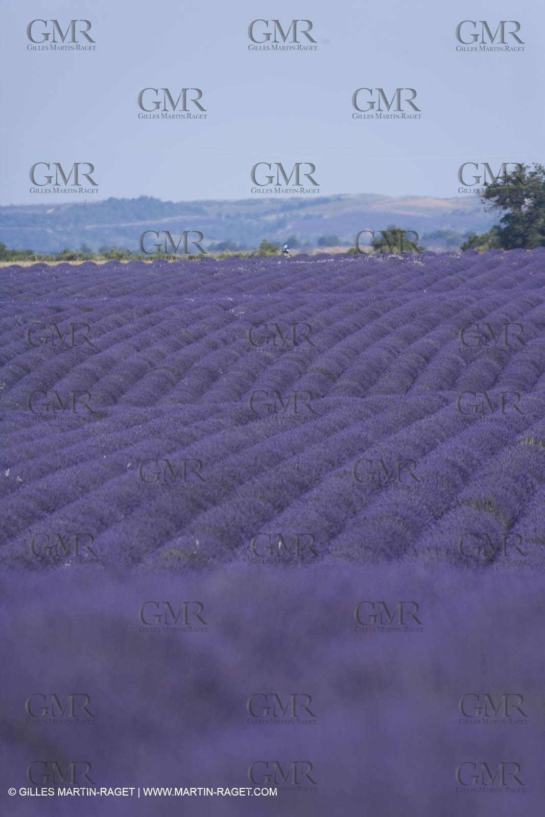13 08 2007 - Valensole (04) - lavender fields on Valensole plateau