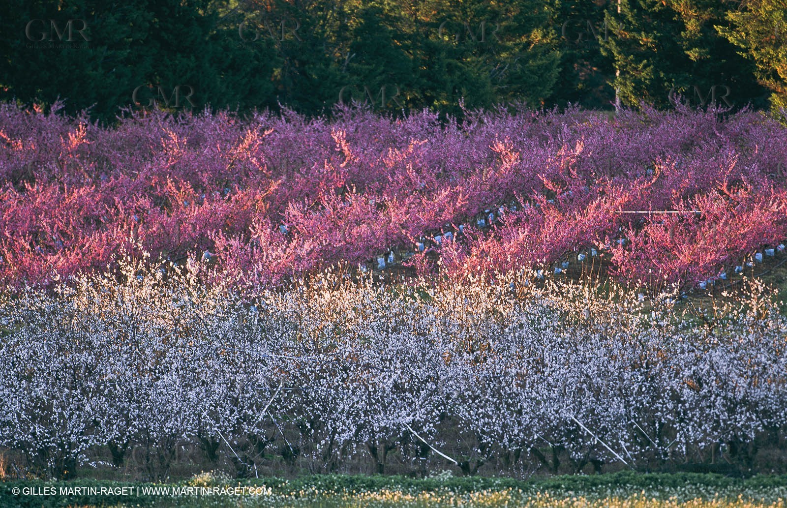 Paysages de Nîmes Métropole (FRA,30) -Costières