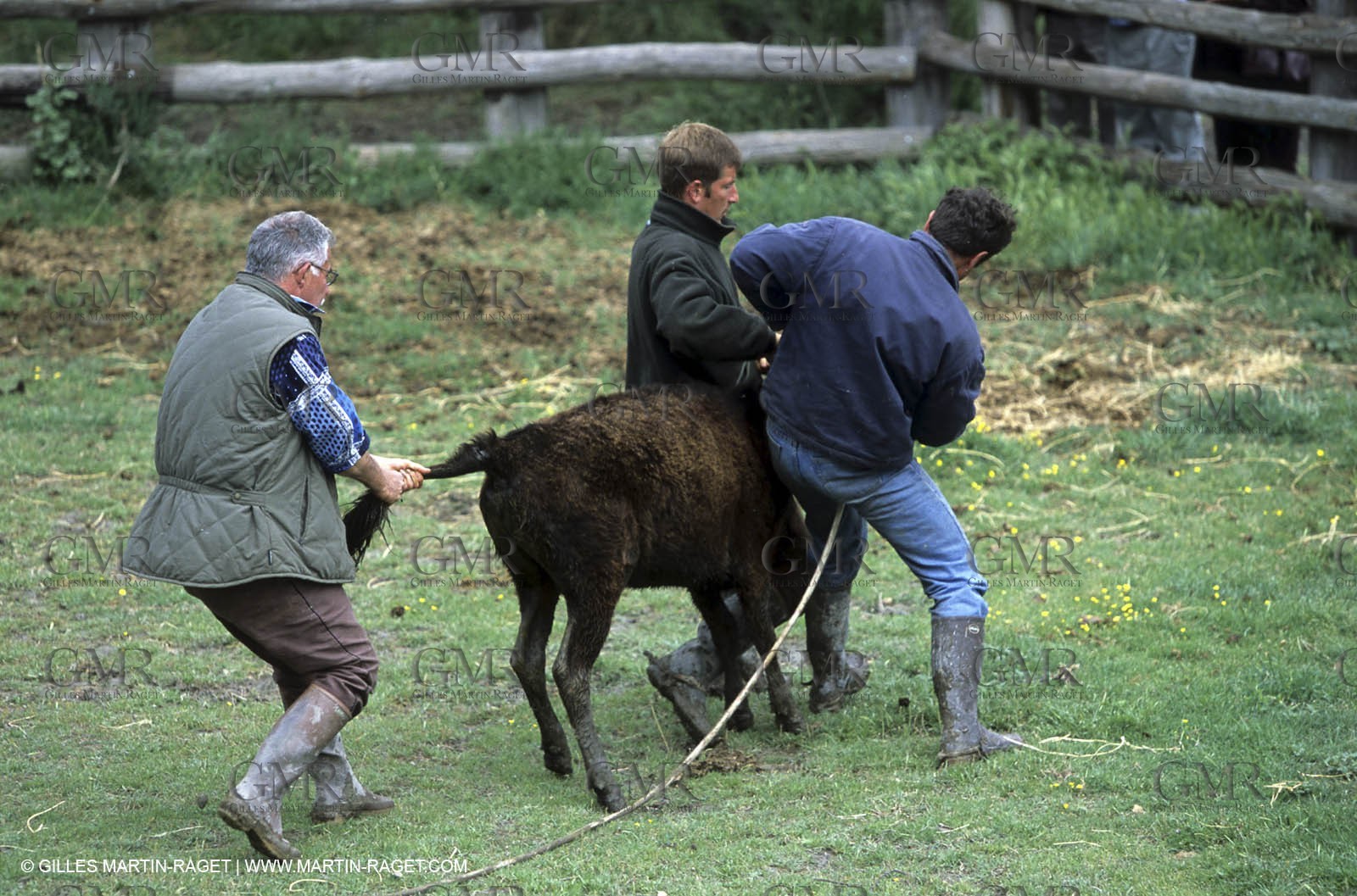 Arles - Camargue gardians (cow boys) at work