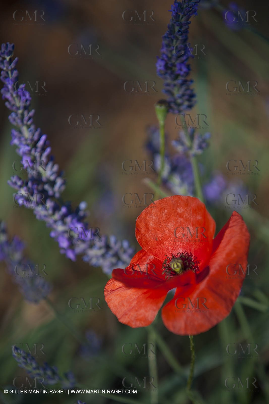 27 06 2011 - Valensole (FRA, 04) - Lavander fields