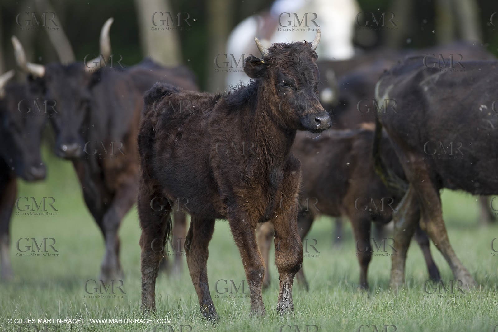 07 05 2008 - Le Cailar (FRA,30) - Tri à la manade du Mas du Pont de Laute