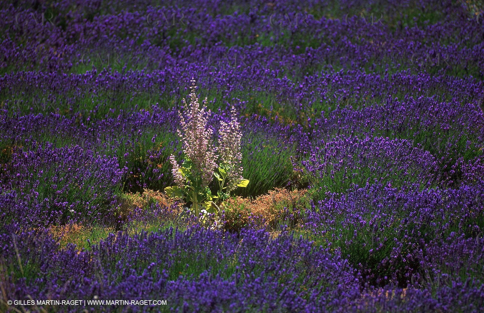 Lavander fields