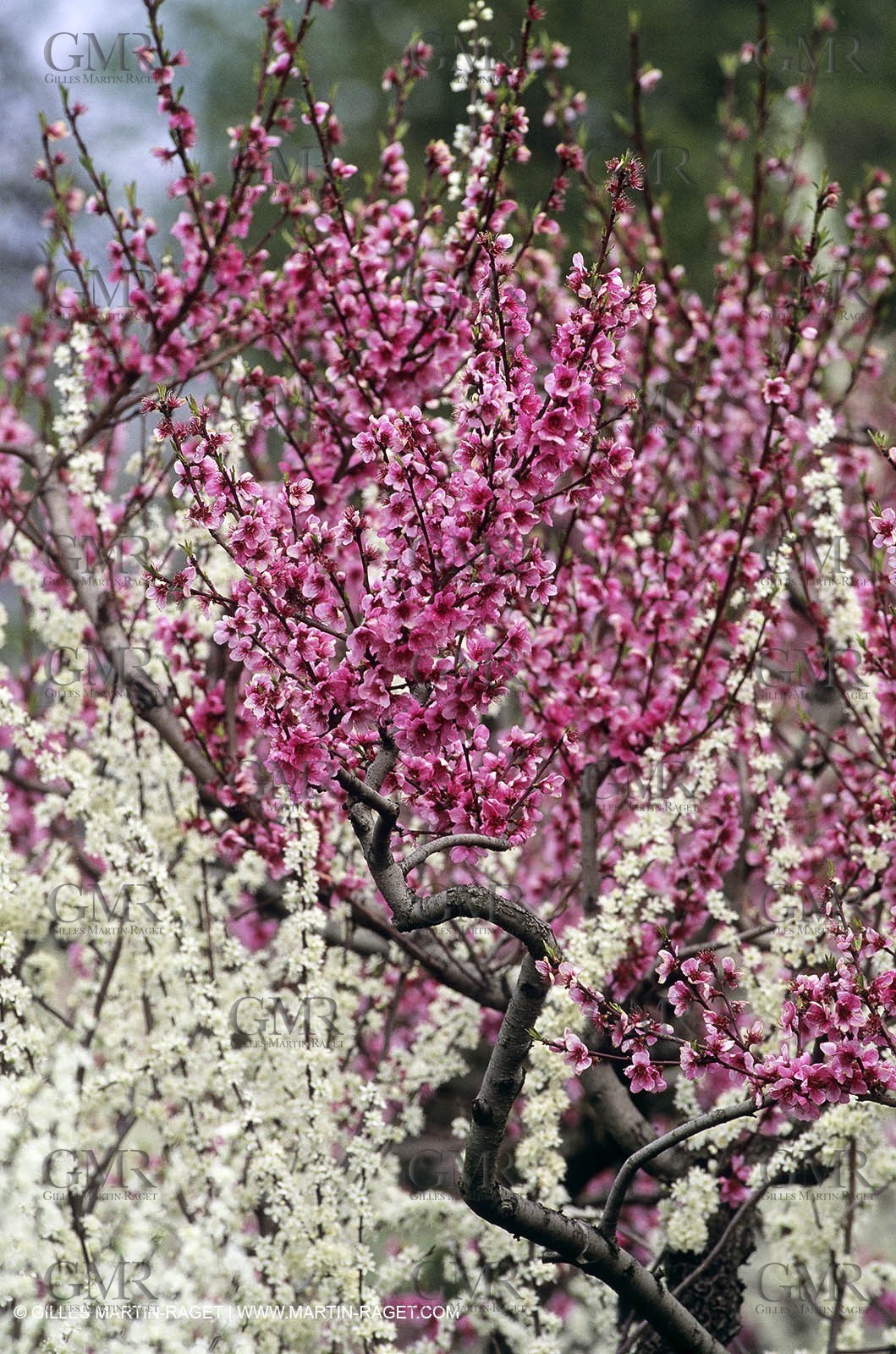 Luberon, Vaucluse (FRA,84) - Arbres fruitiers en fleur