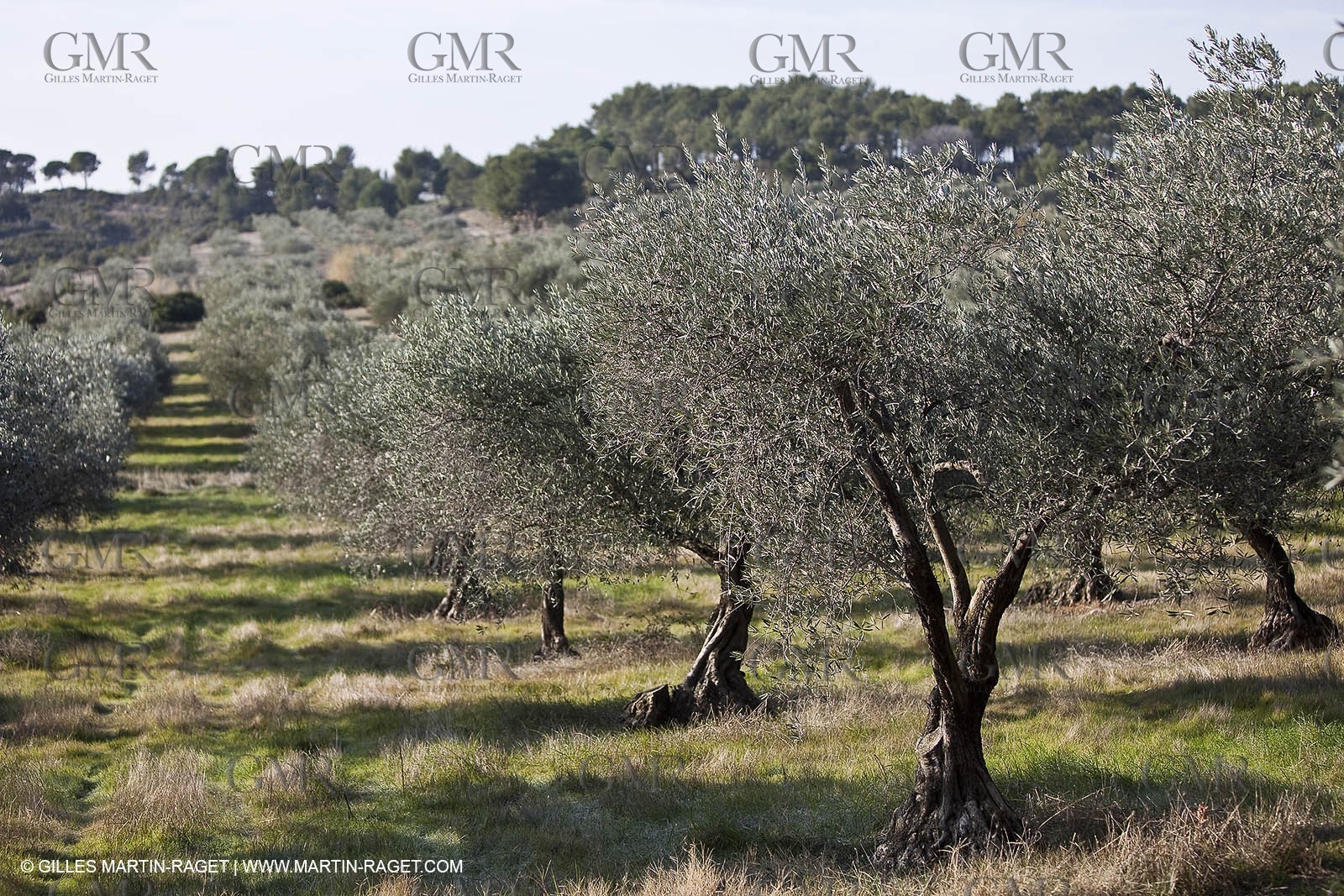 Saint Drézéry (FRA, 34), Domaine de Puech Haut
