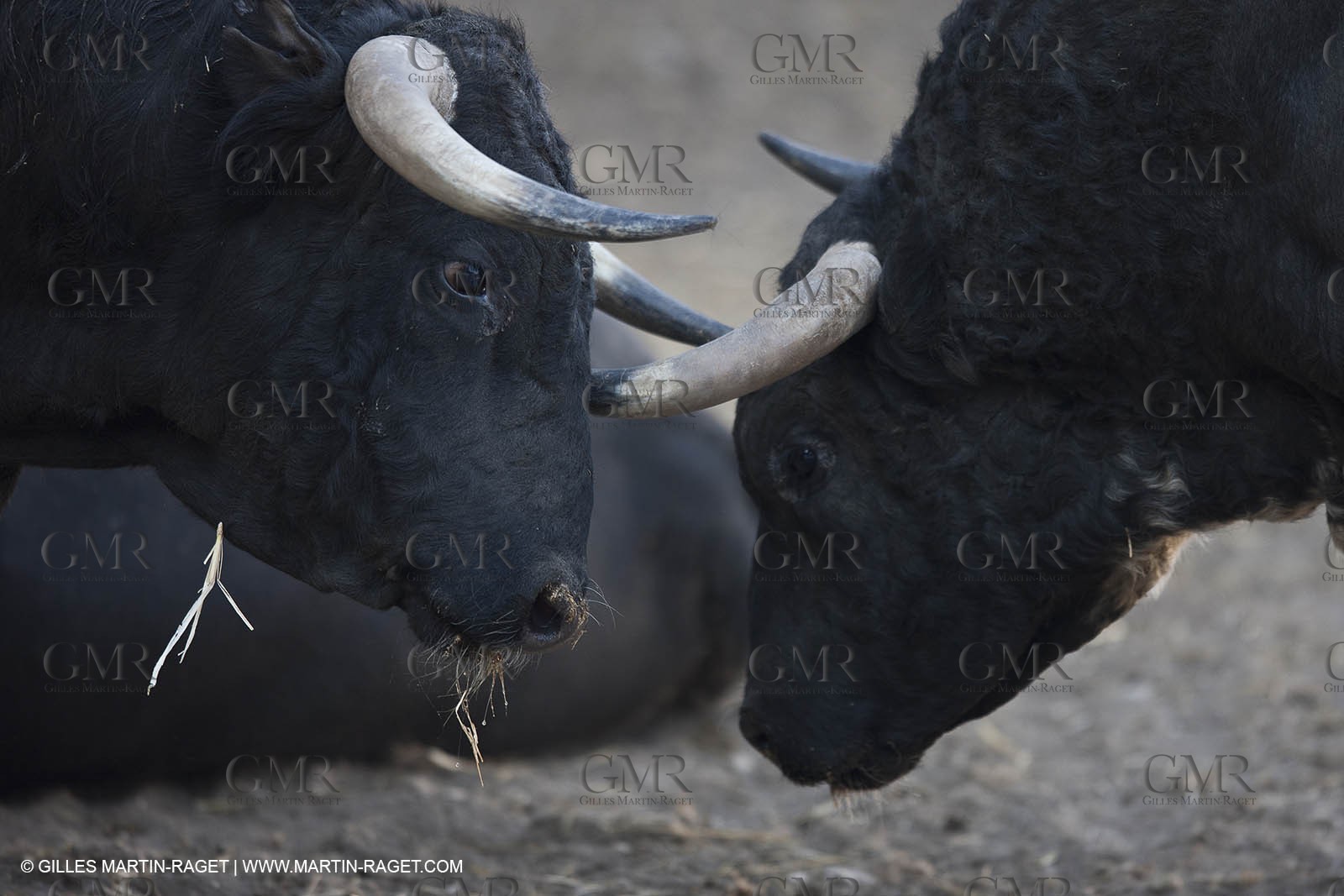 19 04 2011 - Arles (FRA,13) - Toros de la Feria de Pâques 2011
