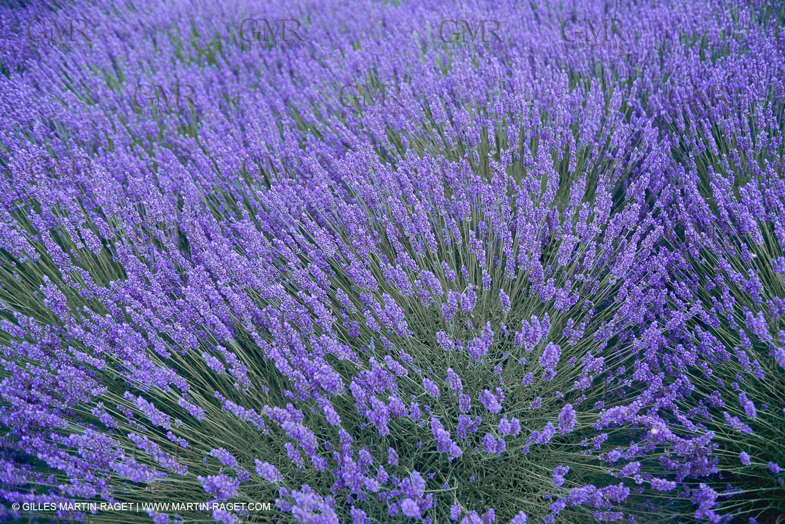 France, Provence, Lavender fields