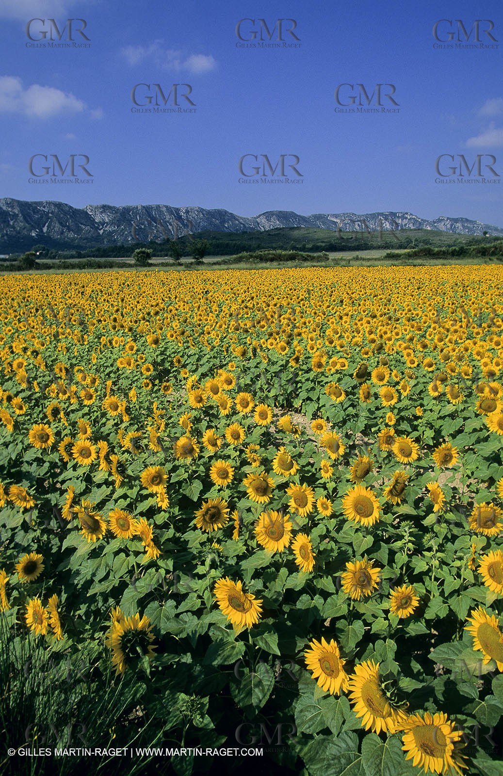 Alpilles (FRA,13) - Sunflower fields