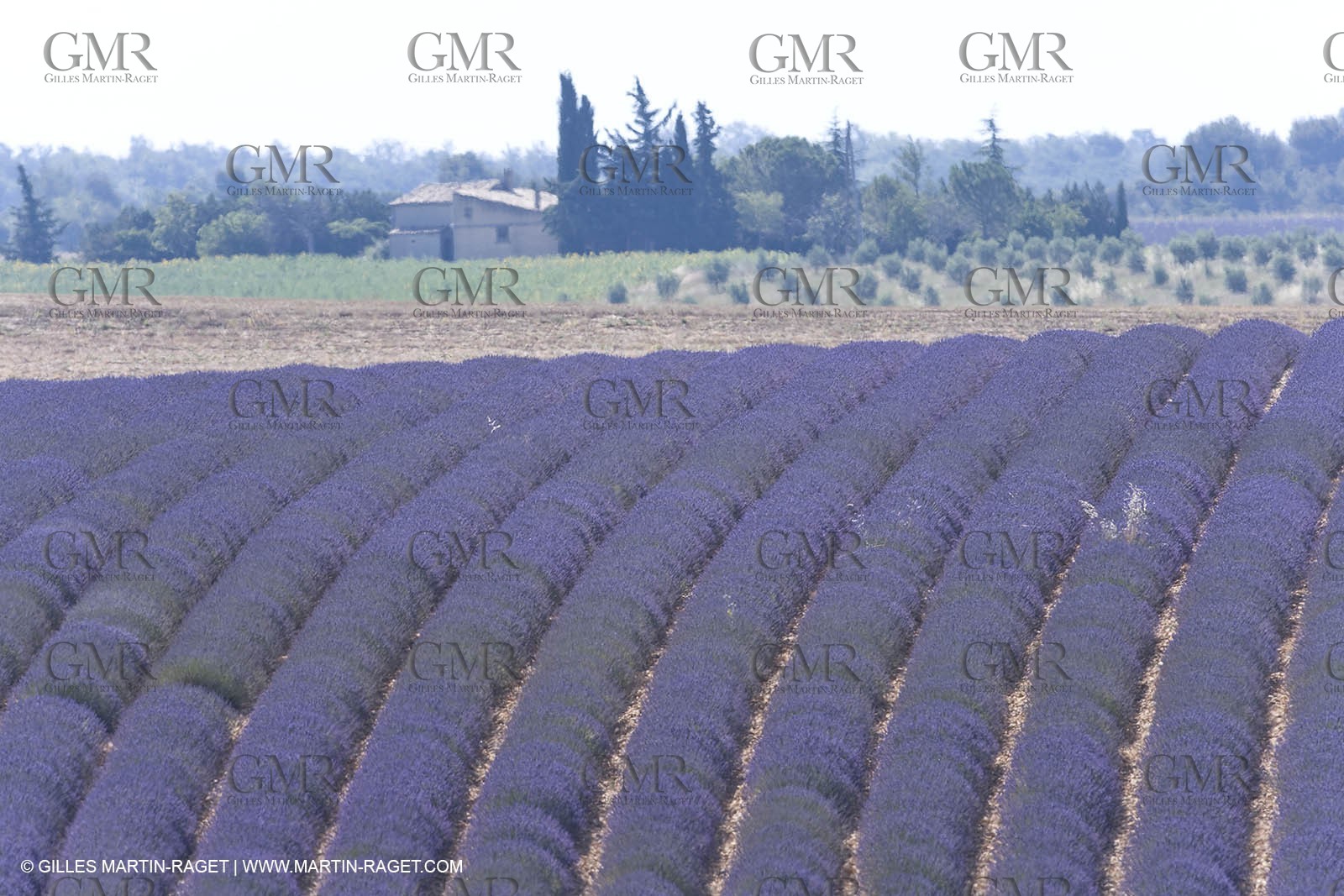 13 08 2007 - Valensole (04) - lavender fields on Valensole plateau
