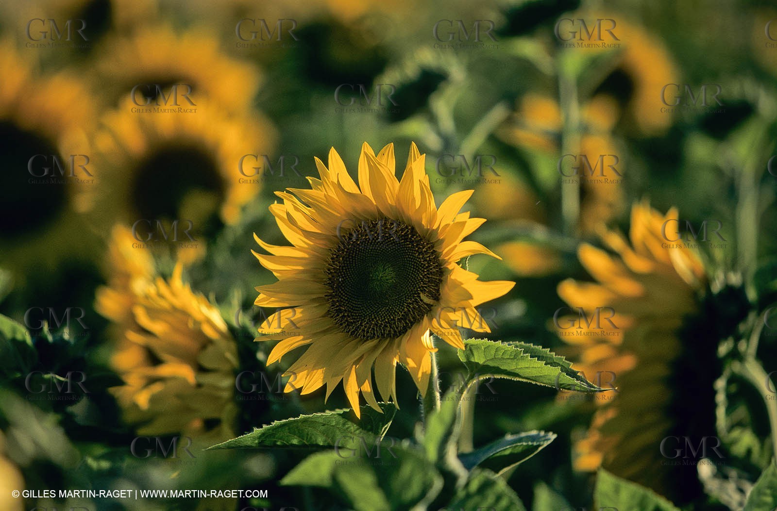 Luberon (FRA,84), Sunflower fields