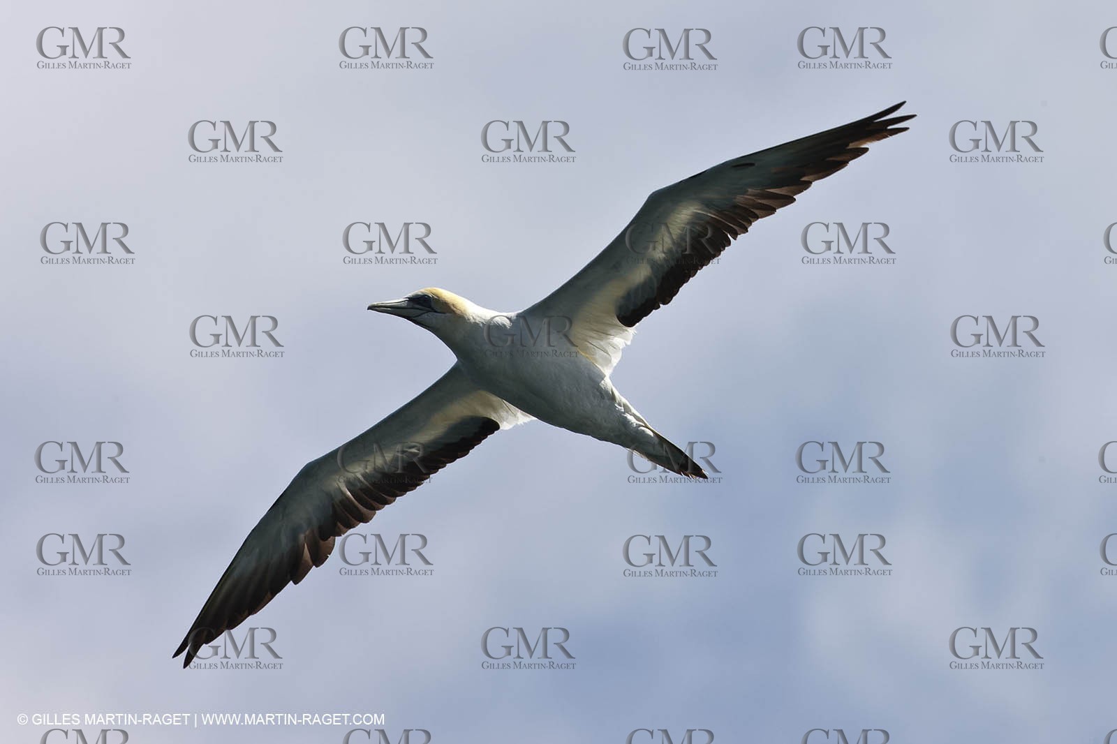 01 02 2011 - Auckland (NZL) - 34th America's Cup - AC45 sea trial n°9