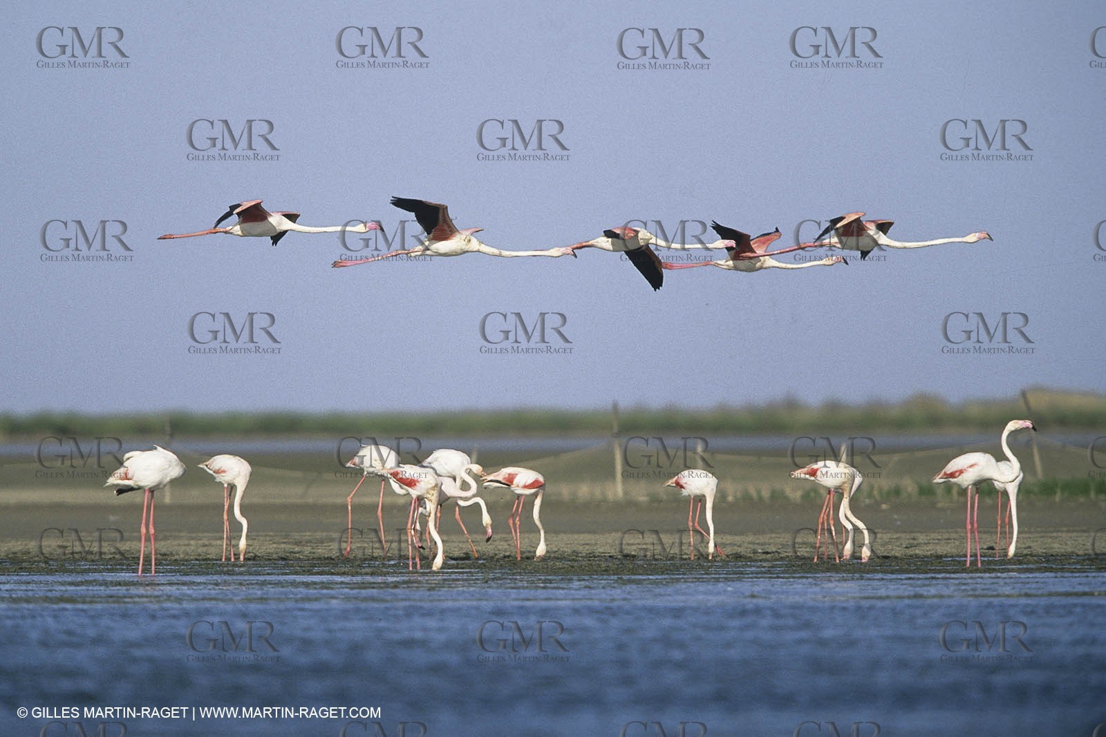 France, Provence, Camargue, Birds, Flamants, flamingos