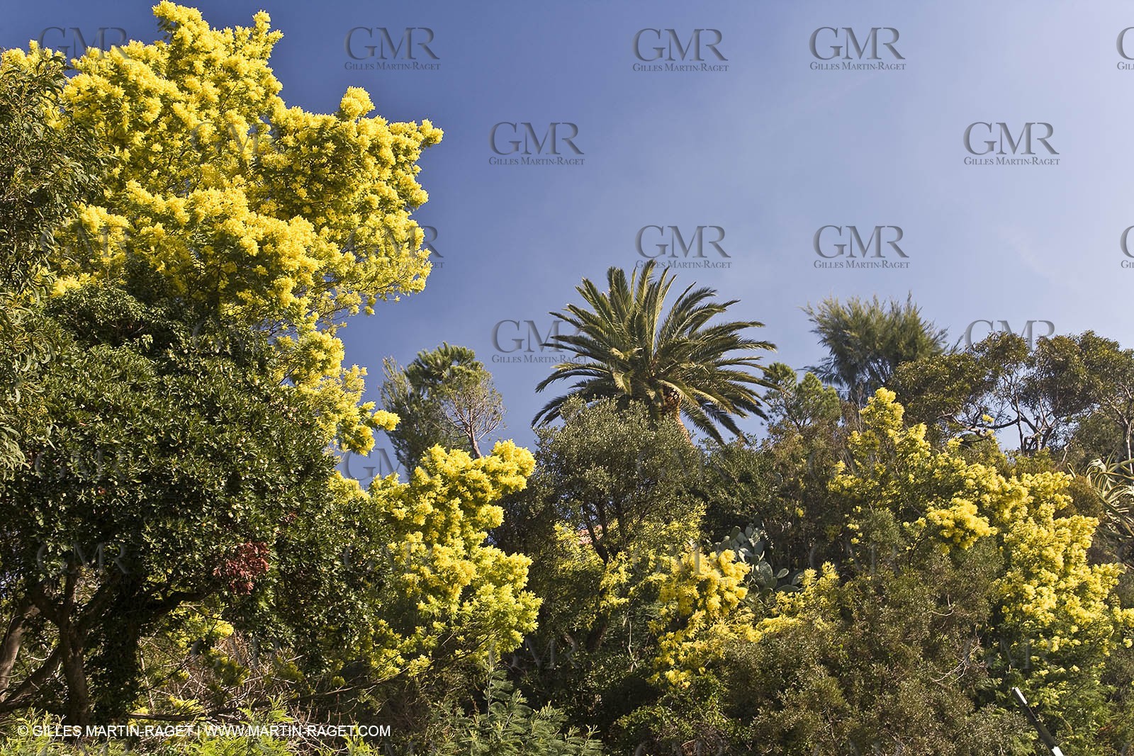 06 02 2008 - Théoule sur mer (FRA, 06) - Mimoses in full flower