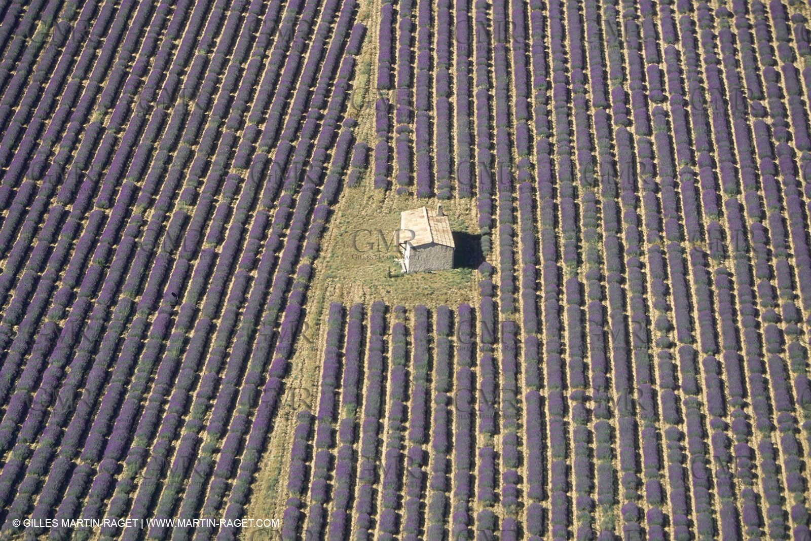 France, Provence, Lavender fields