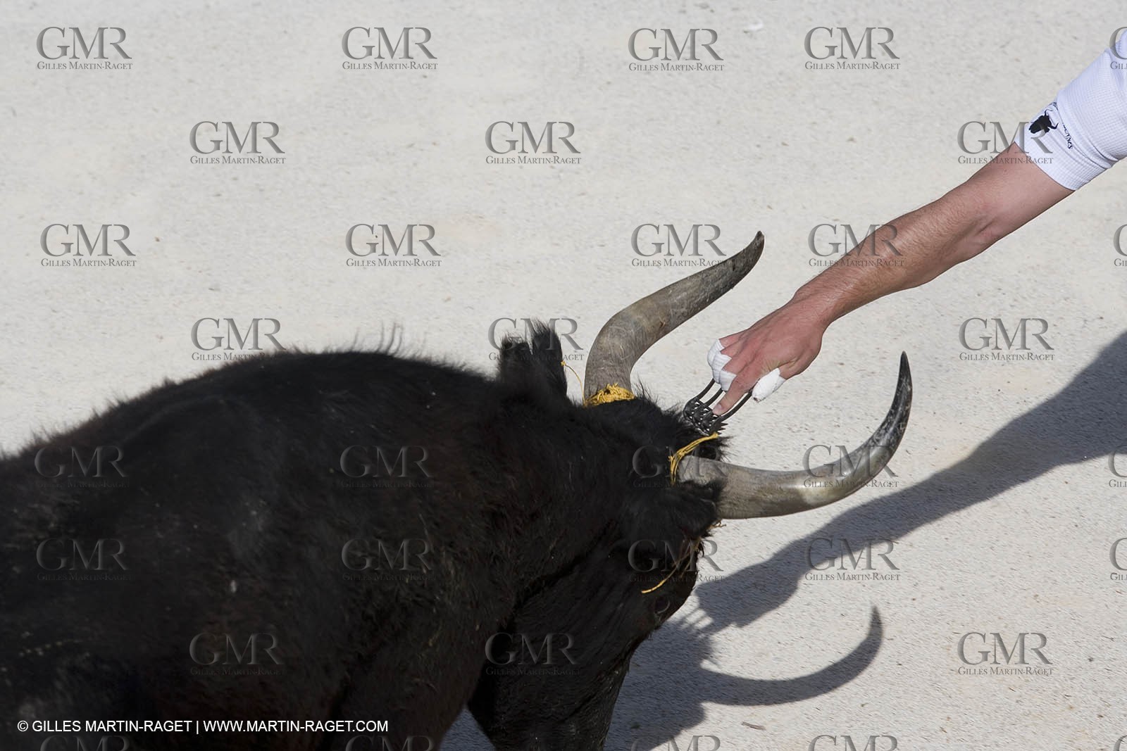 bull games