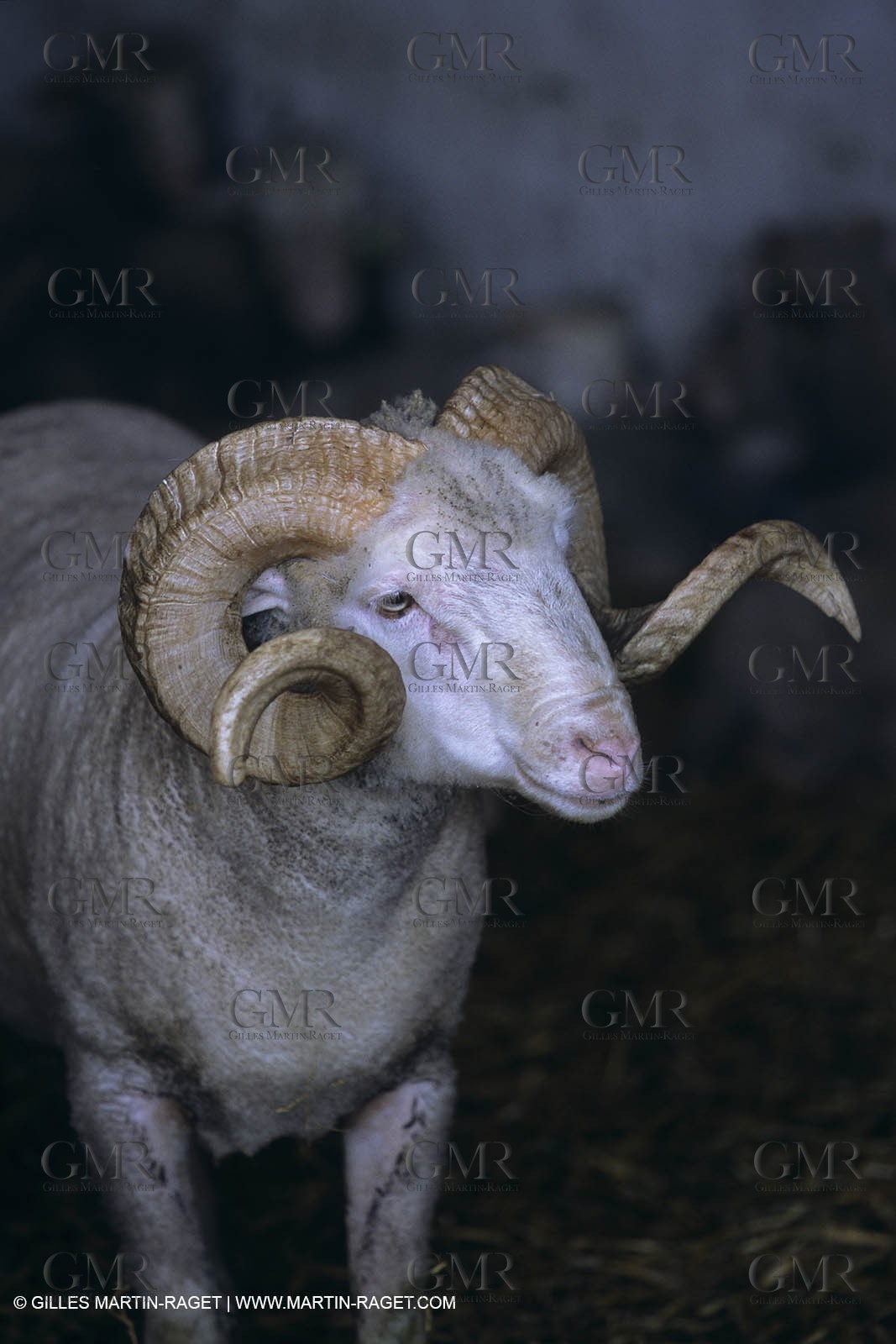 Camargue (FRA) - houses and cants from Camargue