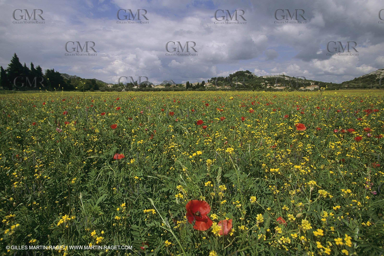 France, Provence, Champs de Coquelicots   Poppies fields