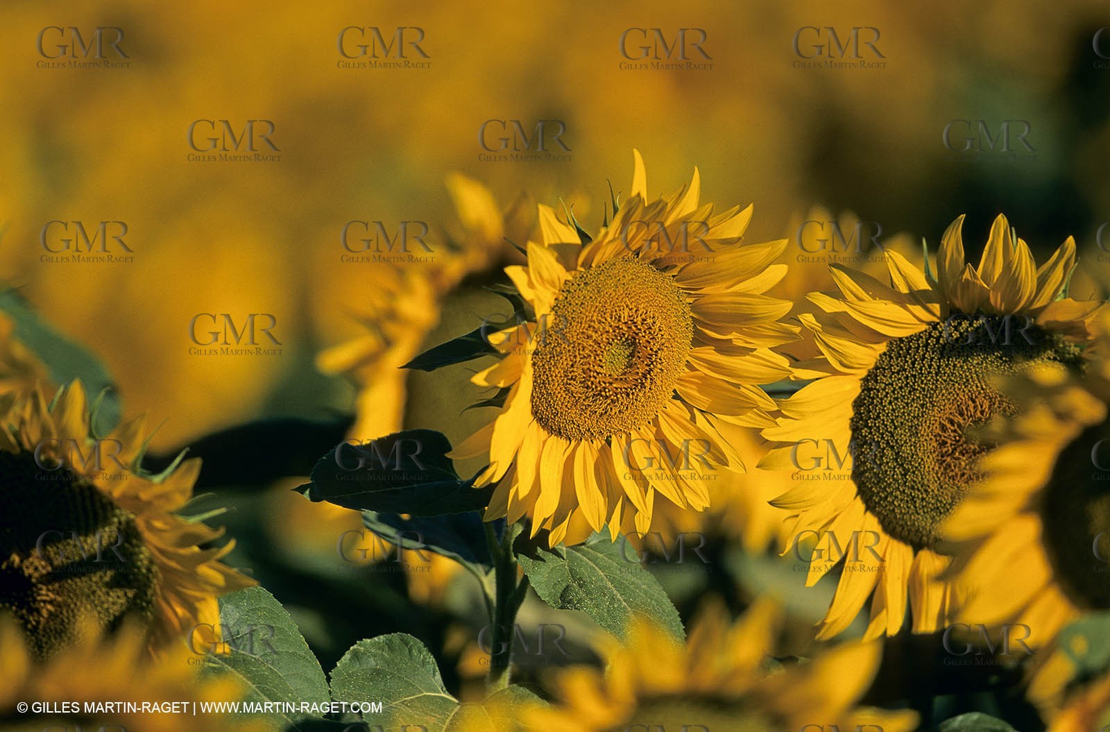 Luberon (FRA,84), Sunflower fields