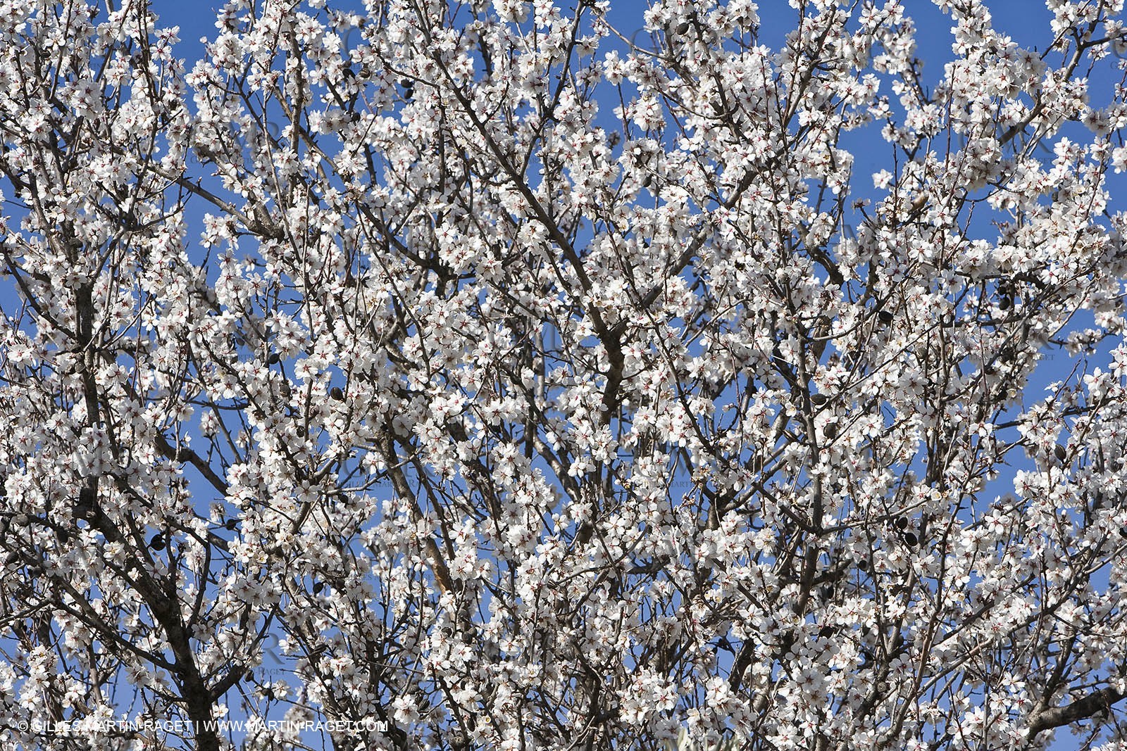 05 02 2008 - Arles (FRA, 13) - Arles surroundings landscapes
