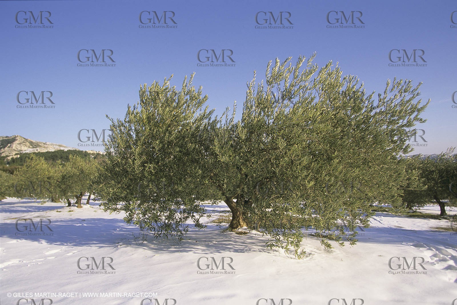 France, Provence, Neige en hiver   Snow in Provence