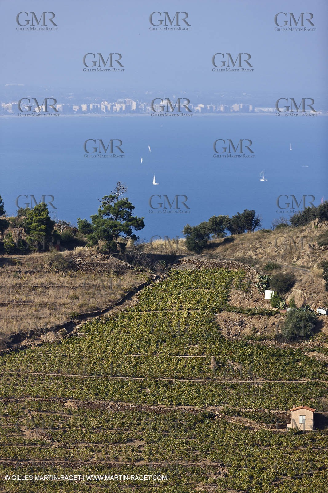 17 10 2011 - Vermeille Coast (FRA, 66) - Corbières Vineyards
