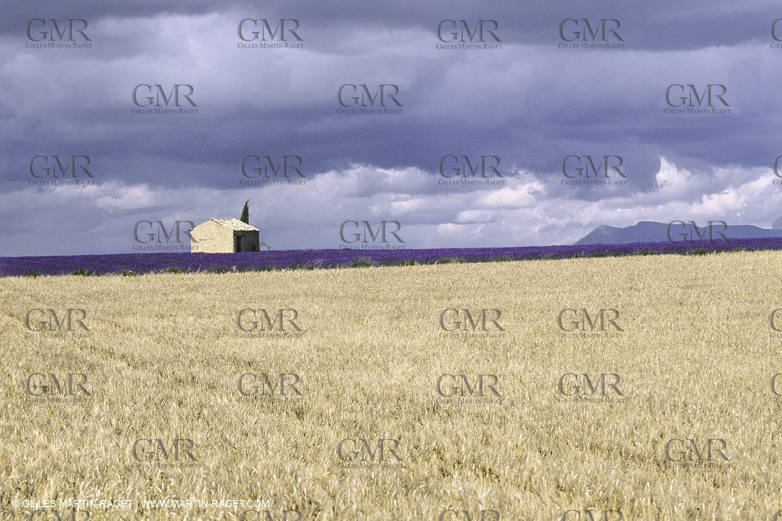 France, Provence, Champs de Blé et d'orge