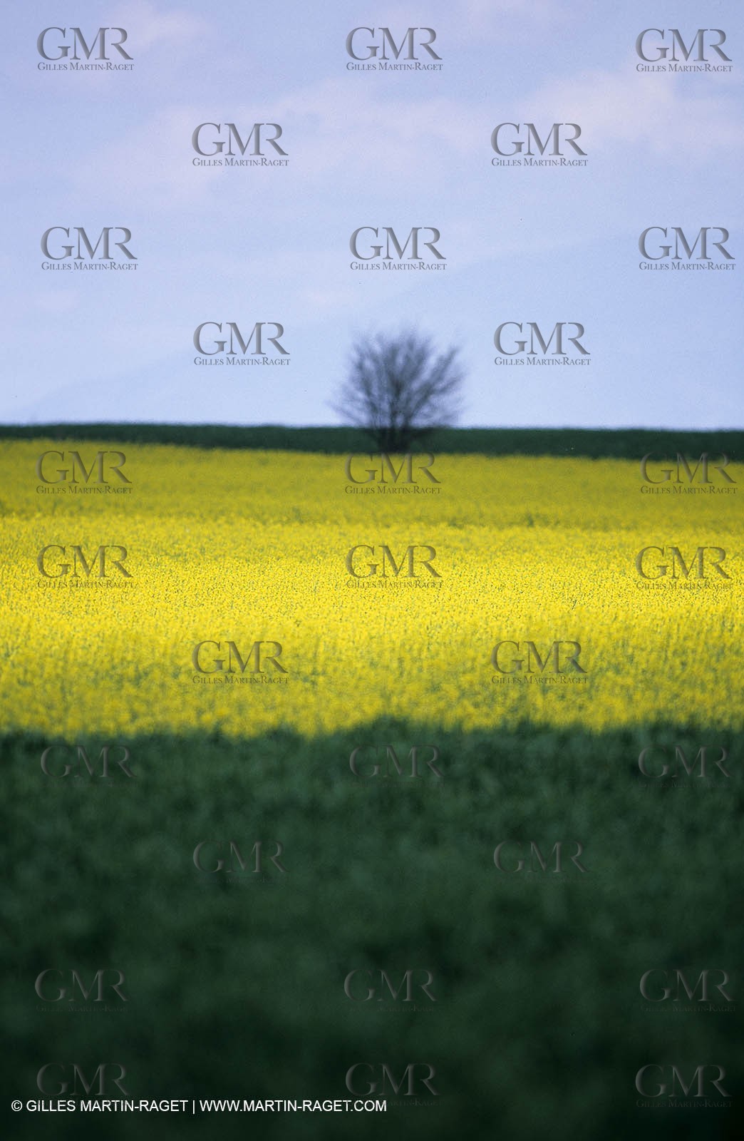 Alpilles (FRA,13), Champs de colza