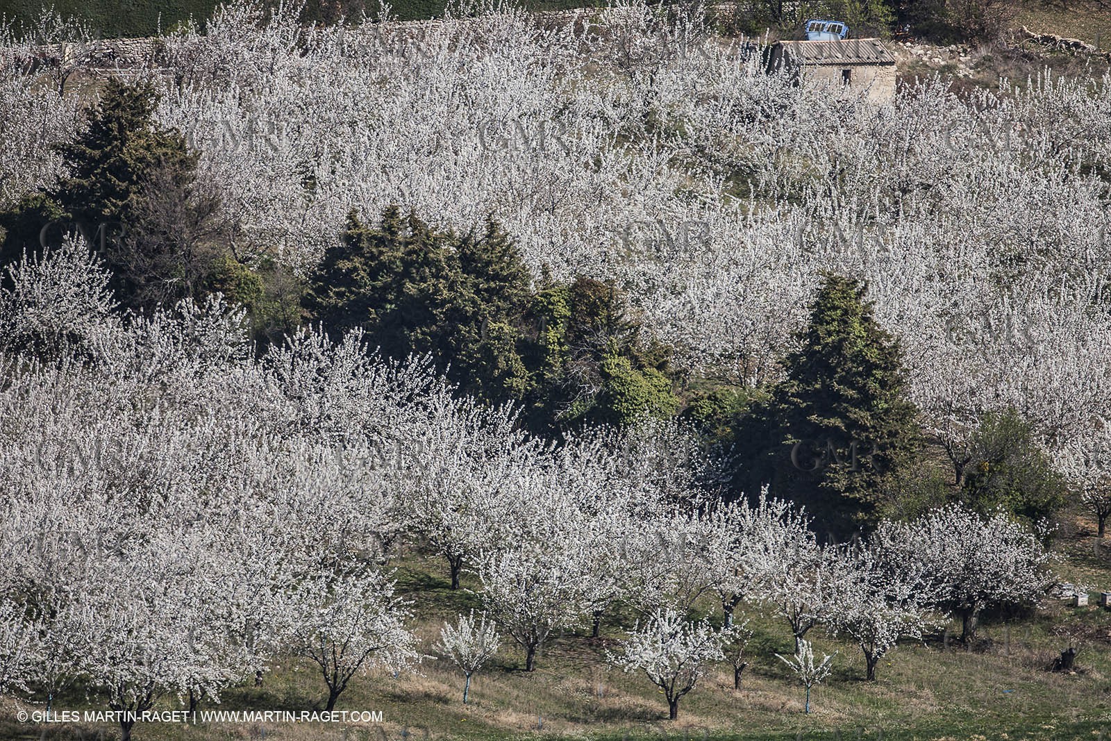 March 30th 2012 - Saint Saturnin les Apt (FRA, 84) - blooming cherry trees