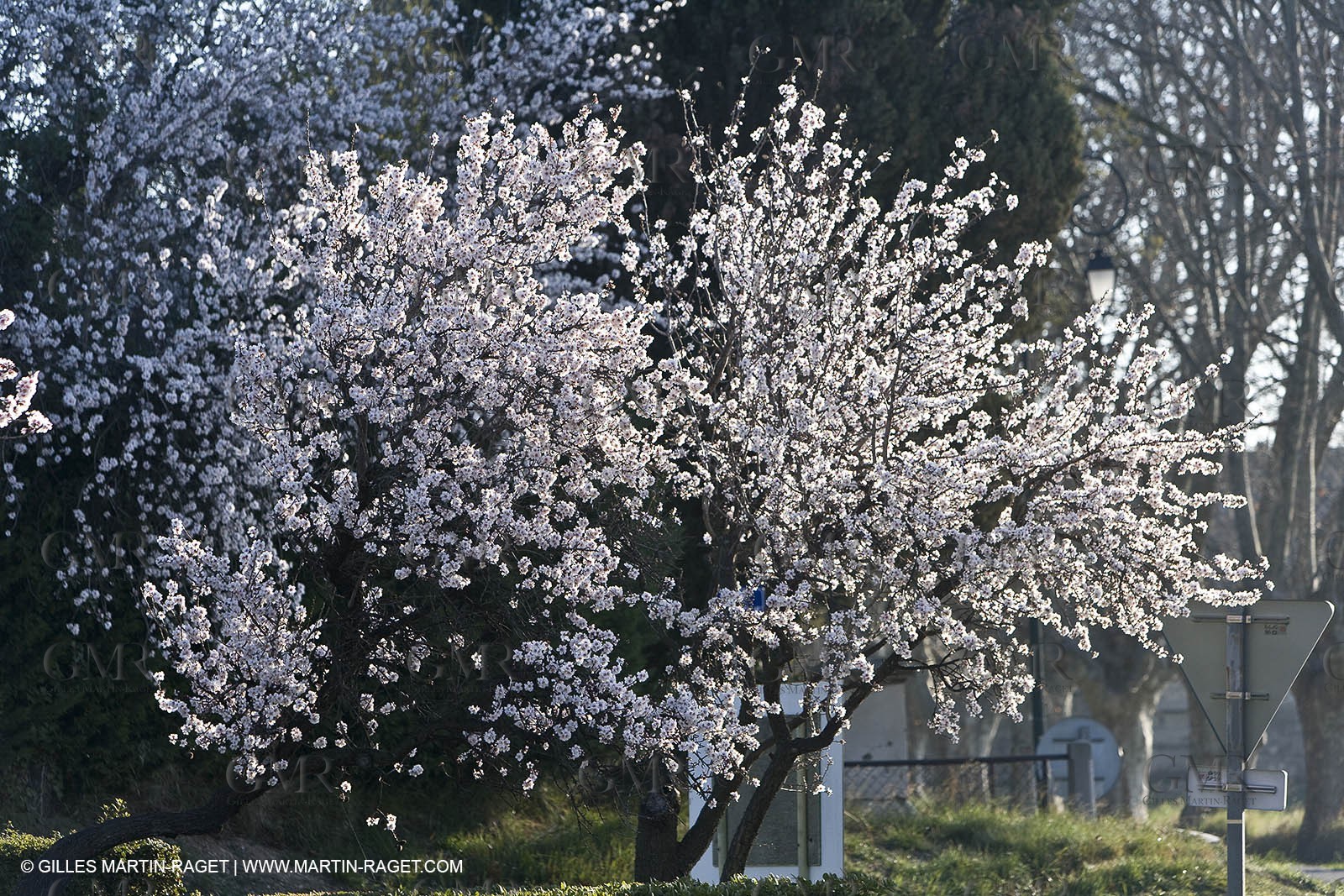 09 02 2008 - Les Baux de Provence (FRA, 13) - Paysages des Alpilles