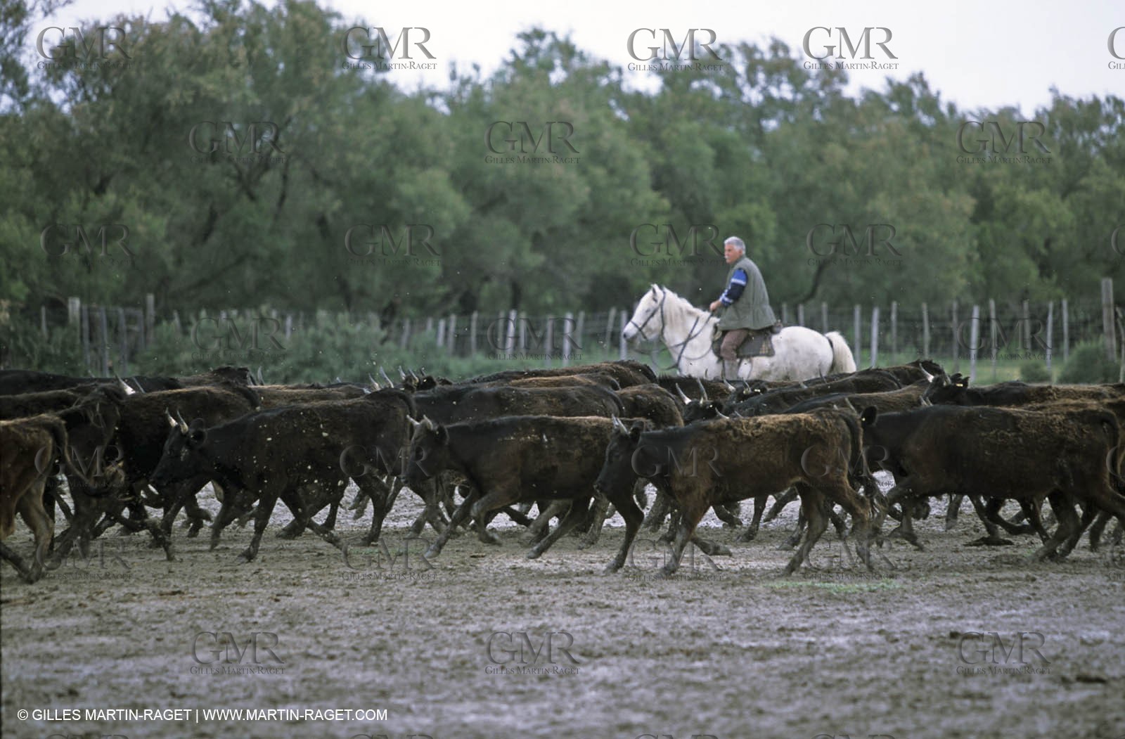 Arles - Camargue gardians (cow boys) at work