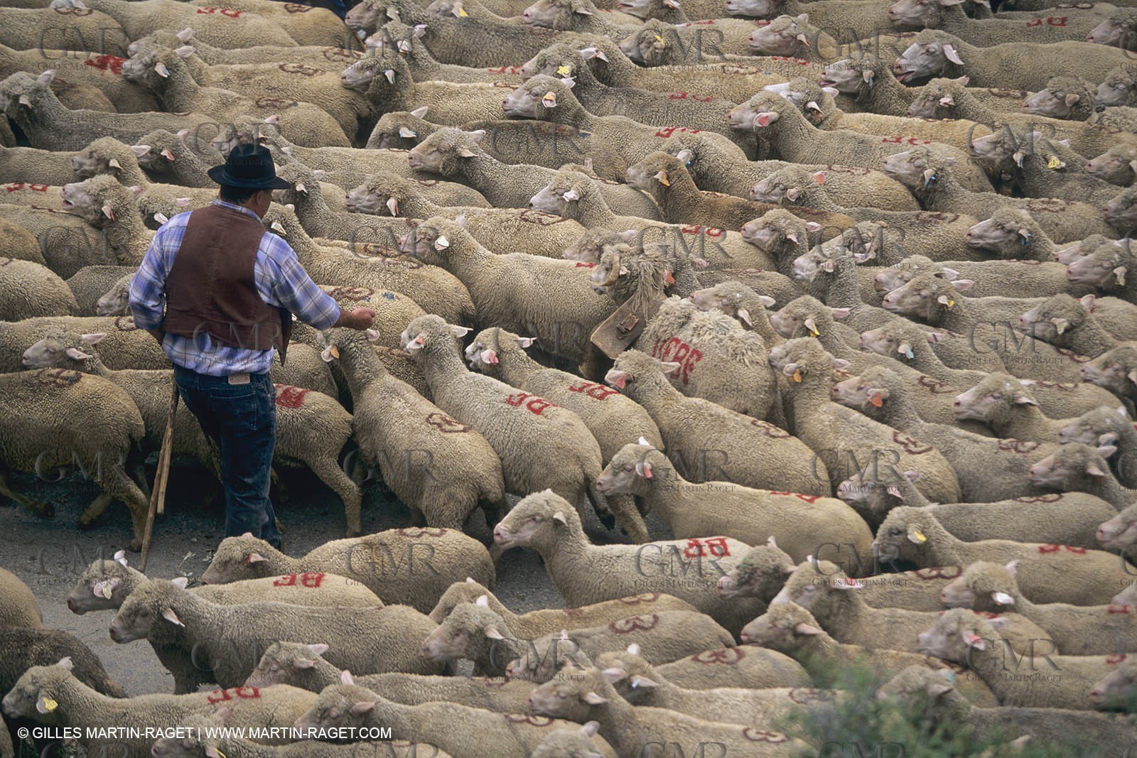 France, Provence, Moutons, bergers, élevage, transhumance
