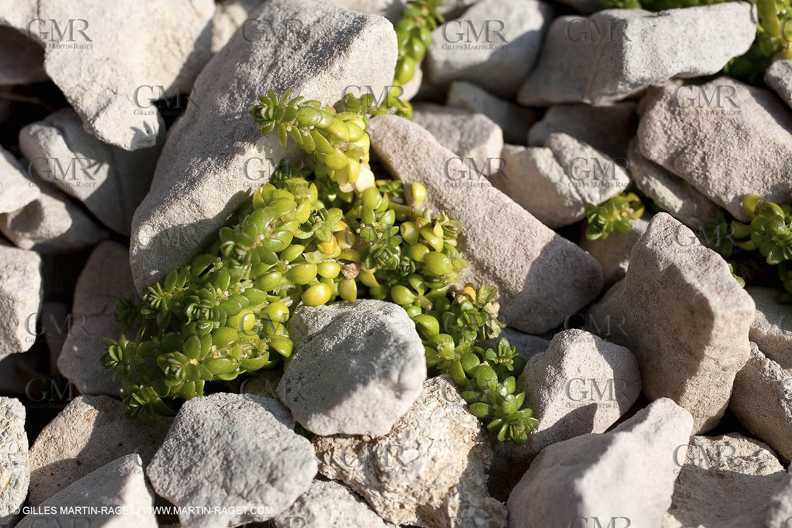 19 03 2009 - Marseille (FRA, 13) - Calanques