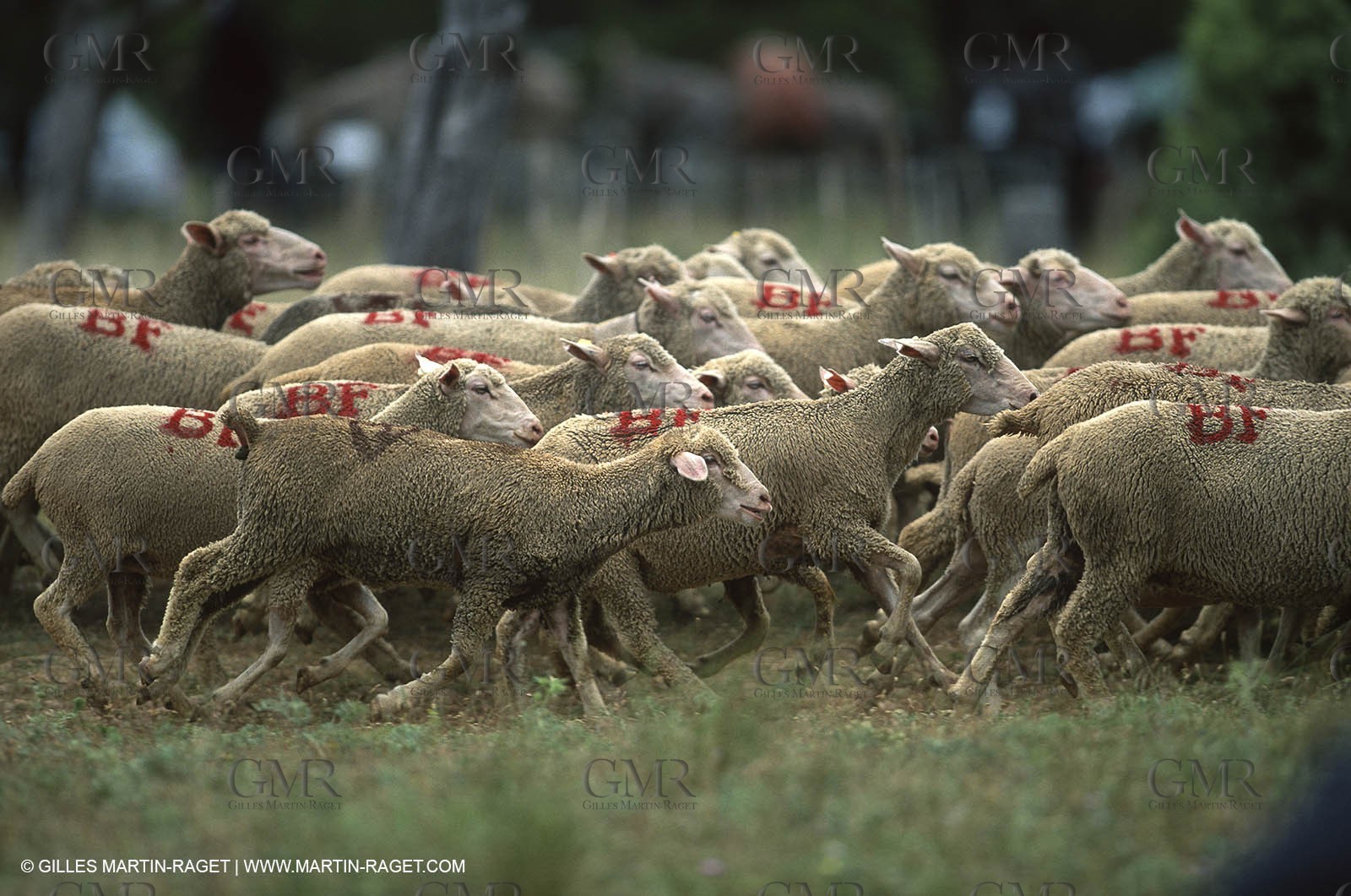 Saint Rémy de Provence (FRA,13) - Sheep stocks migration Fest