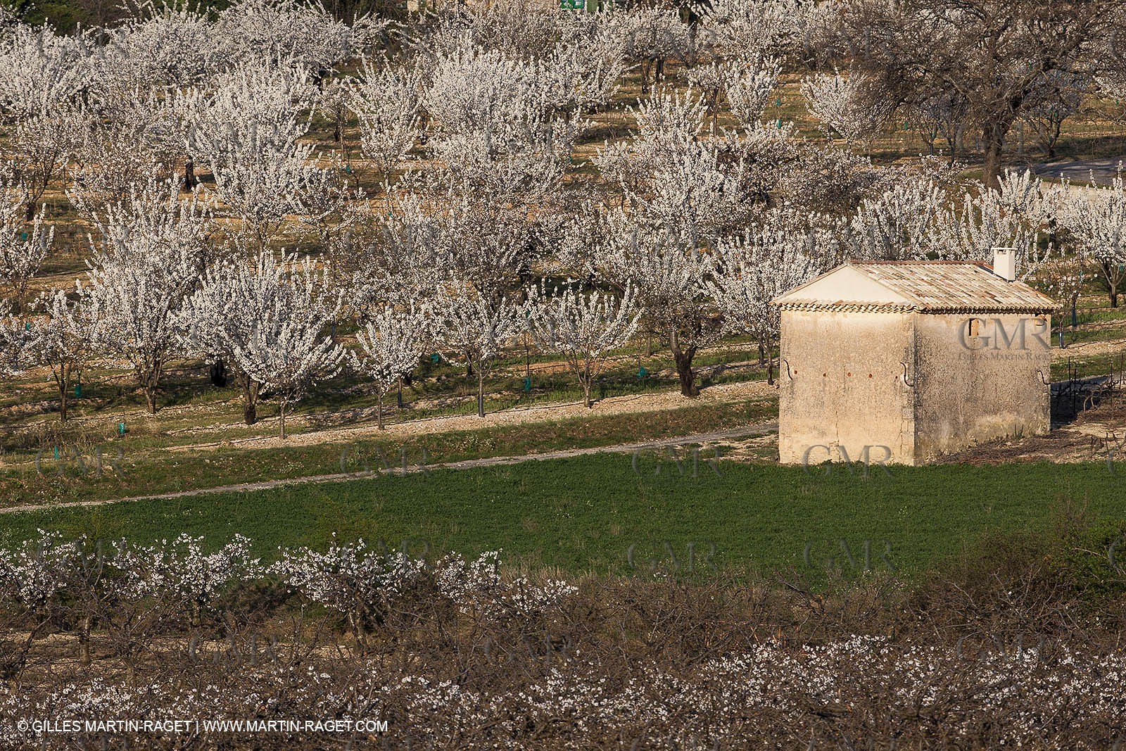 March 30th 2012 - Saint Saturnin les Apt (FRA, 84) - blooming cherry trees