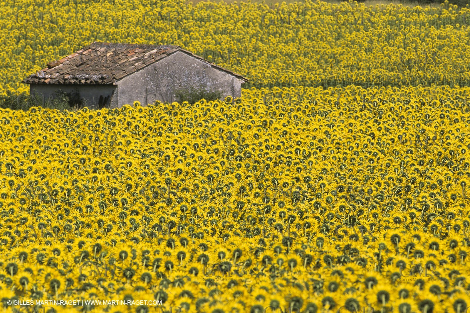 France, Provence, Champs de tournesols