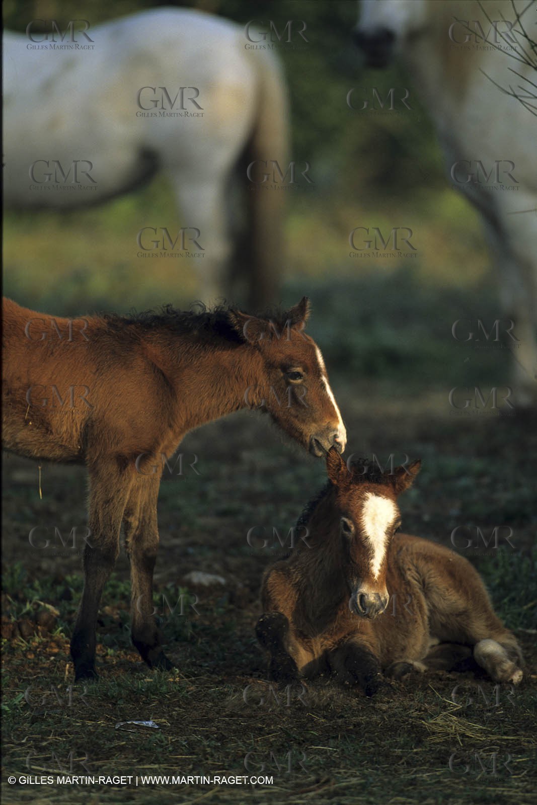 Camargue horses